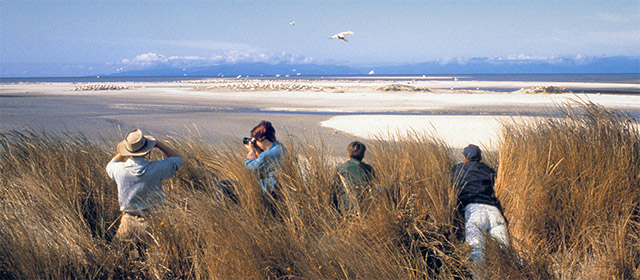 Observing birds at Farewell Spit