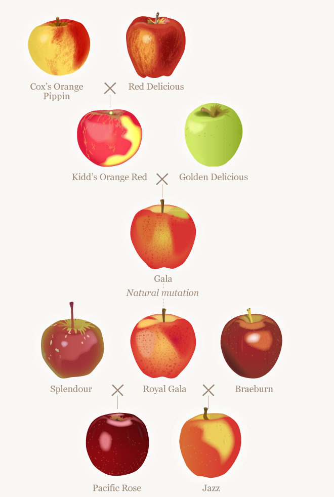 Jazz apple family tree