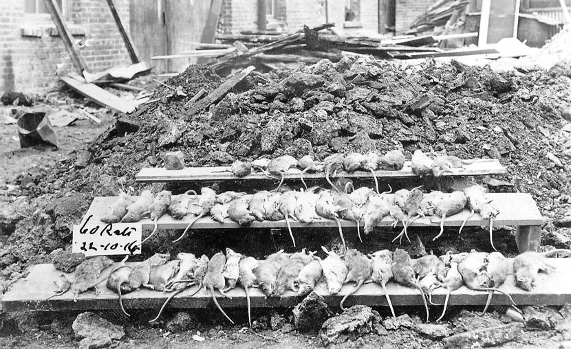 Dozens of dead rats laid out in three lines in front of a pile of rubble.