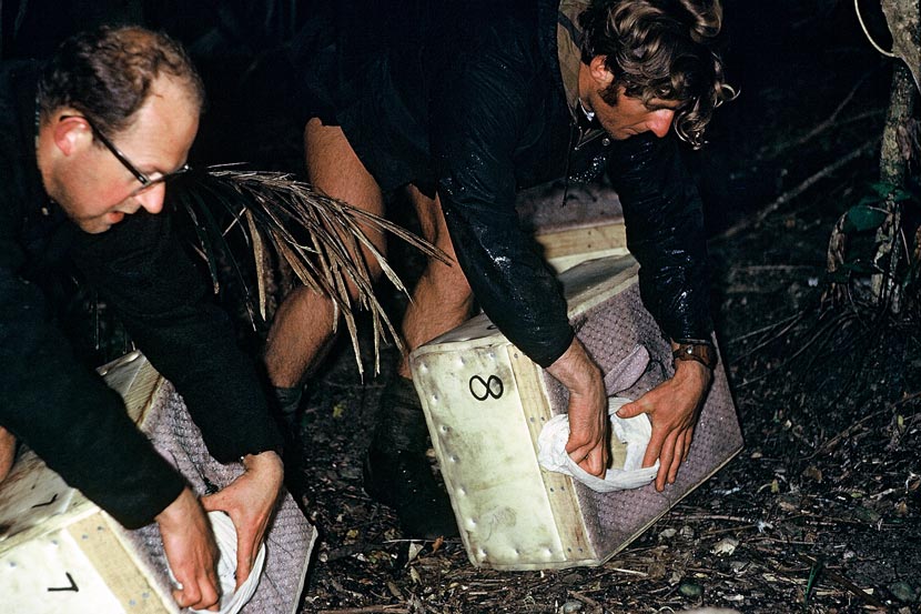 Two men bending over enclosed crates in a bush setting, opening holes in the crates to enable birds to climb out. 
