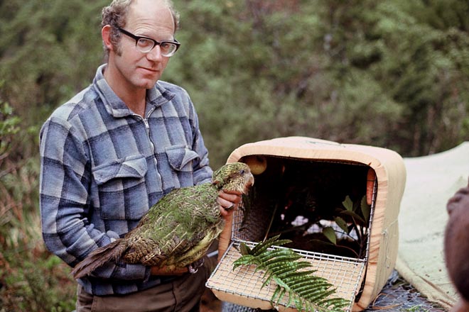 Don Merton stands outdoors with a large green bird in his hands, next to a bird carrying crate lined with ferns and leaves.