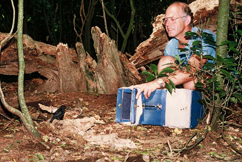 Don Merton crouches in front of an old fallen tree, with an open carrying crate in front of him. A small black bird perches on the ground nearby.