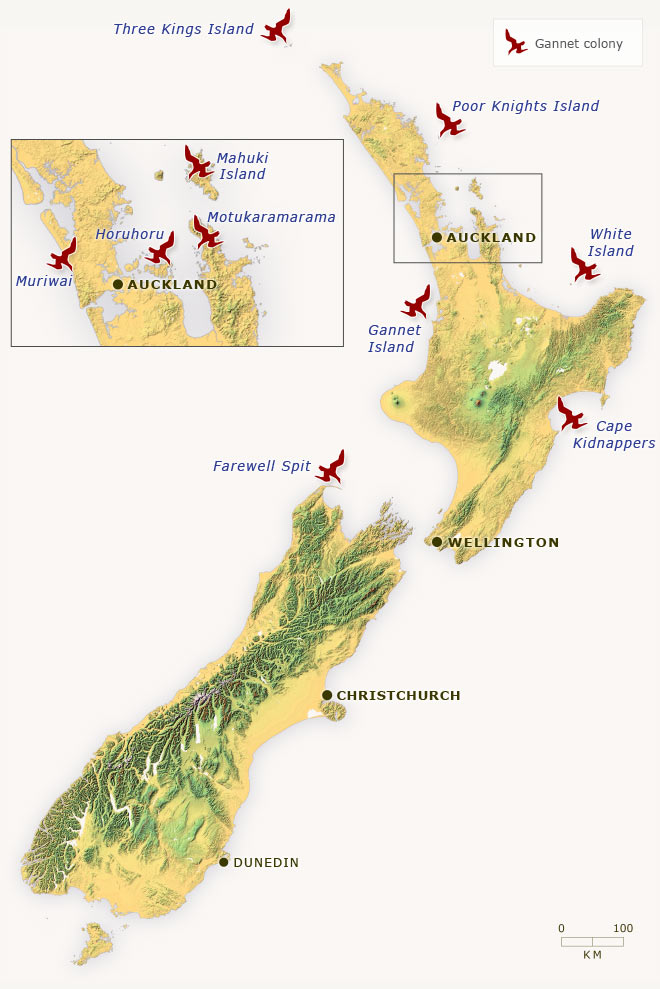 New Zealand's main gannet colonies