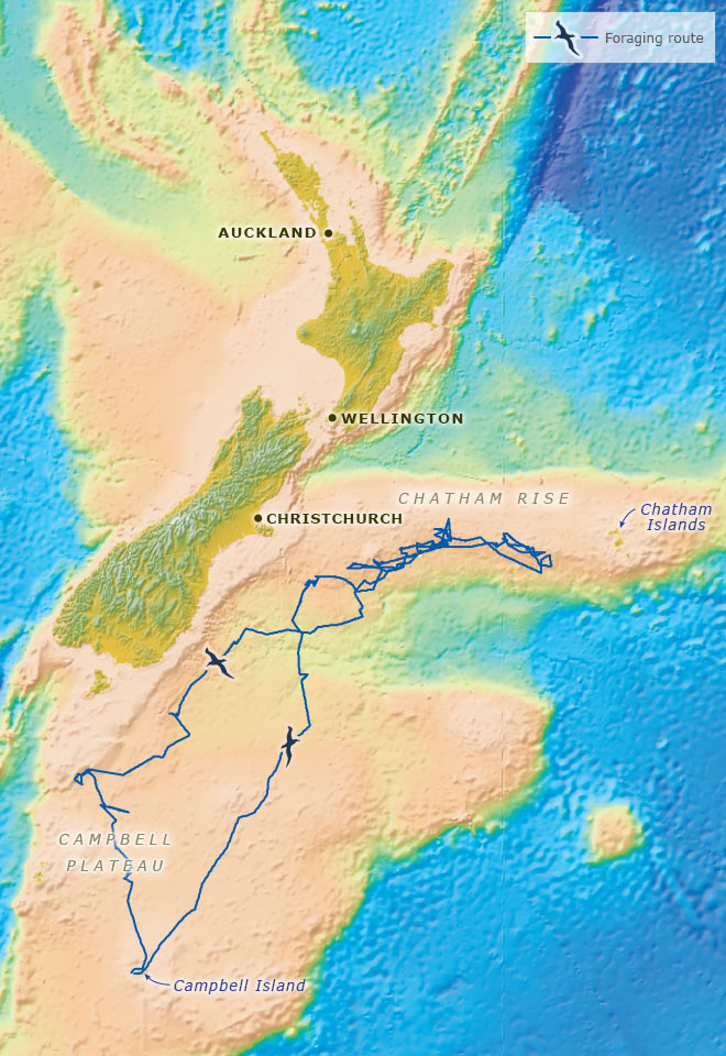 Southern royal albatross foraging route