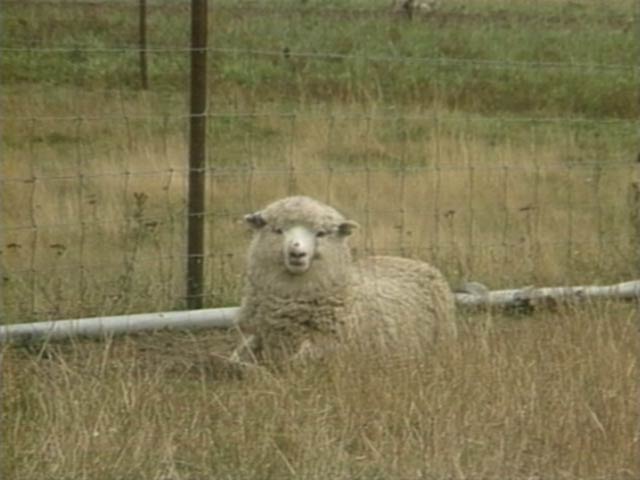sheep grass tetany