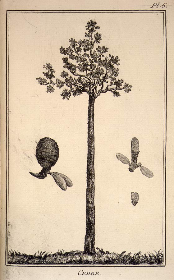 Drawing of a kauri tree