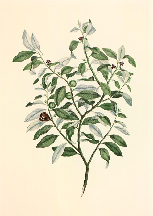 Drawing of Pittosporum tenuifolium 