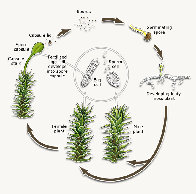 Life cycle of a moss – Mosses – Te Ara Encyclopedia of New Zealand