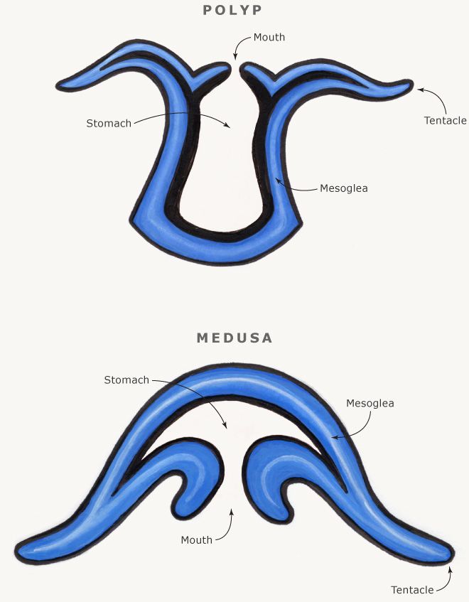 Polyp and medusa body shapes