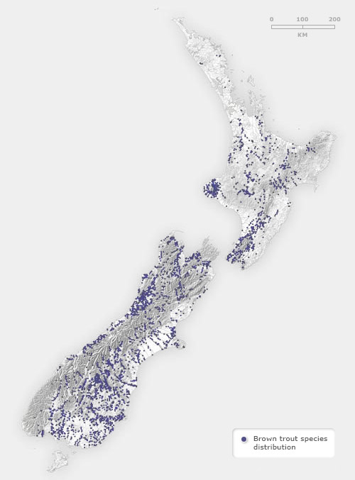 Brown trout distribution