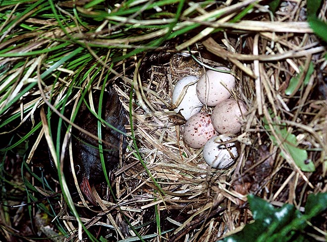 Weka nest and eggs