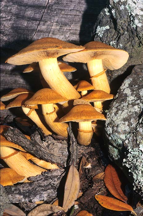 Types of fungus – mushrooms 