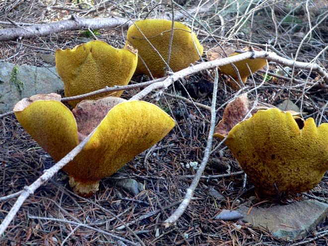 Pine bolete