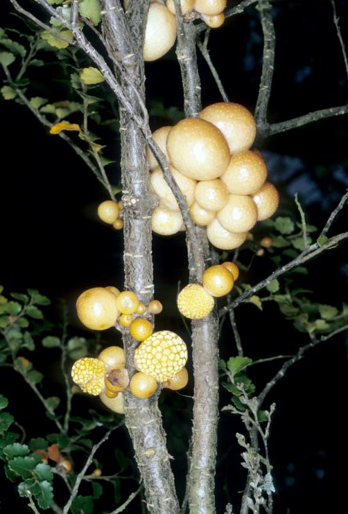 Beech strawberry fungus