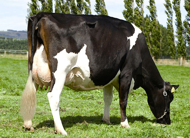 Holstein-Friesian cow