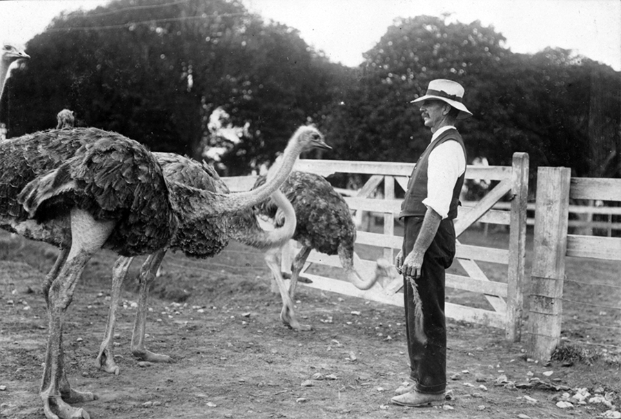 Man wearing hat in a fenced paddock with three ostriches.