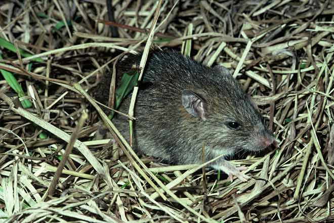 Te kiore (Pacific rat)