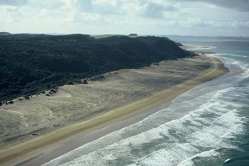 Te kūrae o Kaipara