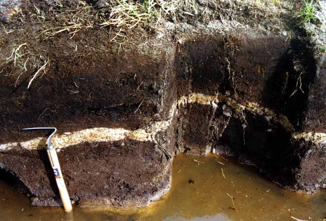 The Taupō and Kaharoa ash layers