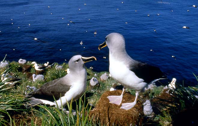 Grey-headed albatrosses