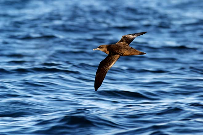 Sooty shearwater in flight