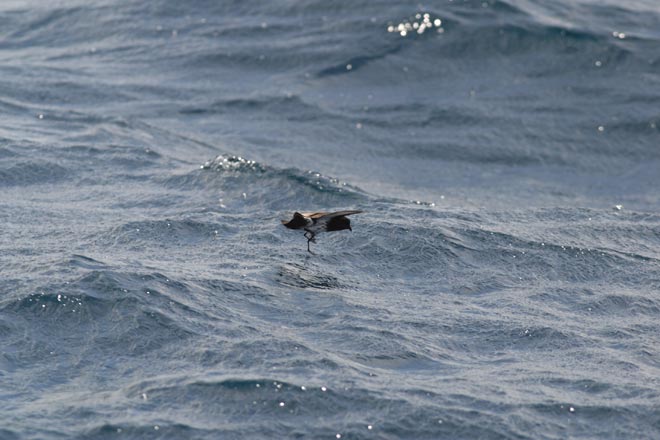 New Zealand storm petrel