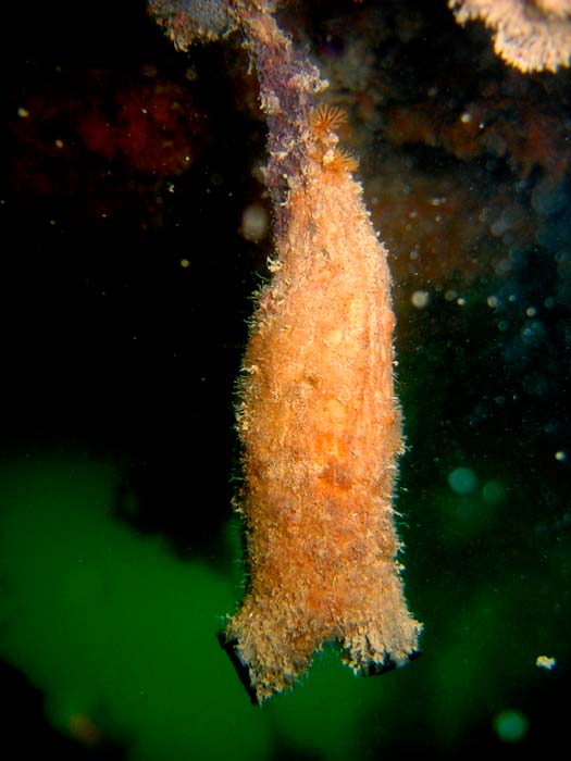 Sea squirt