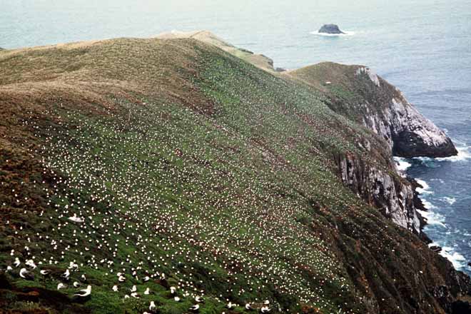 Shy albatross colony
