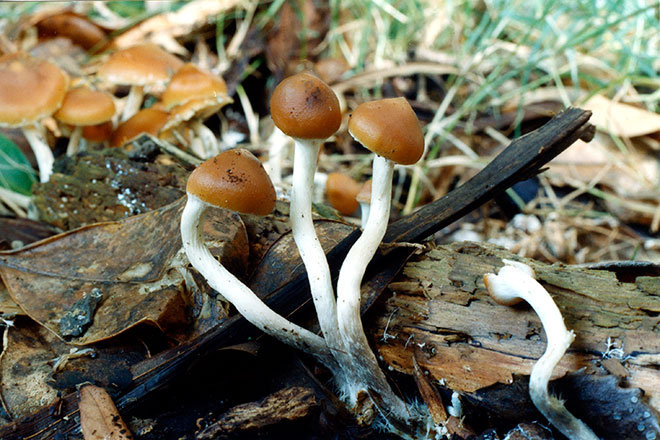 Magic Mushroom Poisonous Plants And Fungi Te Ara Encyclopedia Of New Zealand