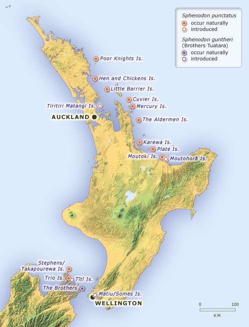 Distribution of tuatara