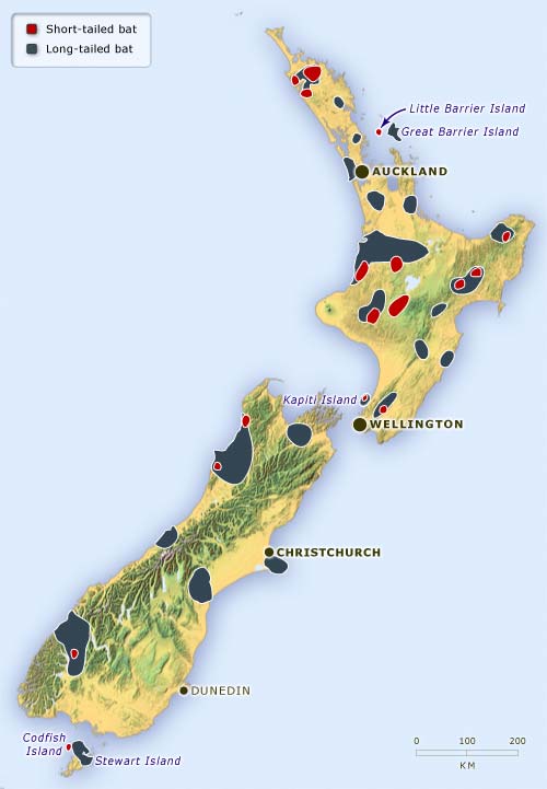 Distribution of New Zealand’s bats