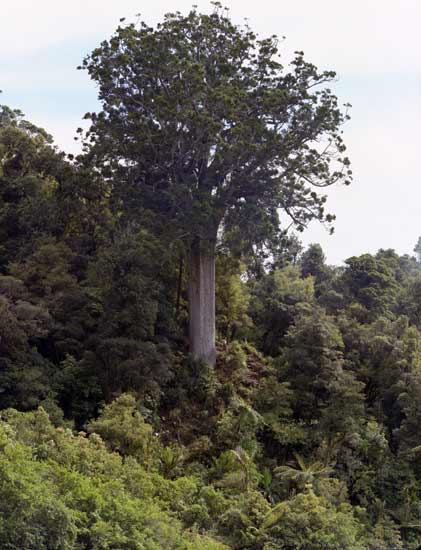 The kauri tree 