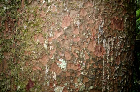 Bark and gum 