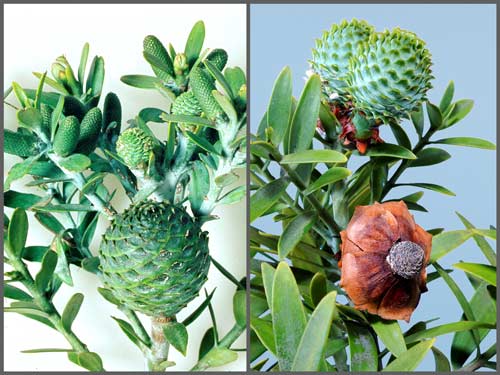 Kauri cones