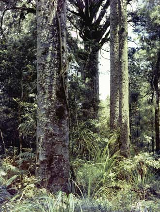 Forest interior