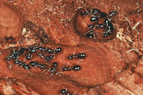 Native ants