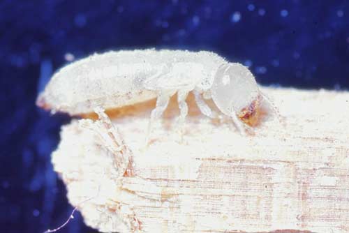 Native termite