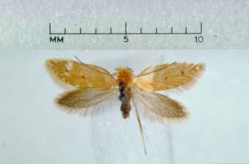 Pollen-eating moth