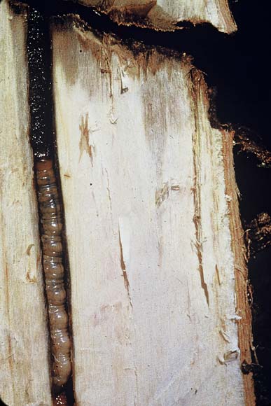 Tunnelling pūriri moth caterpillar 