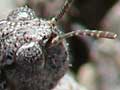 Central Otago grasshopper