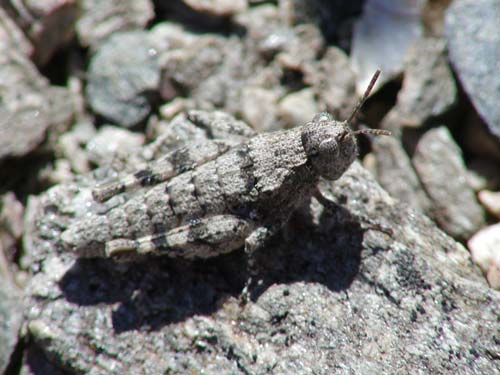 Central Otago grasshopper