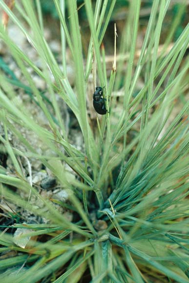 Speargrass weevil