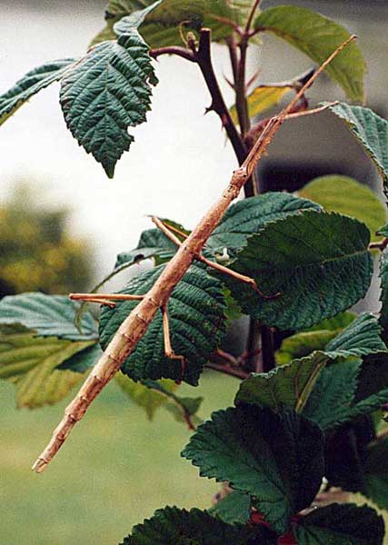 Stick insect in Britain