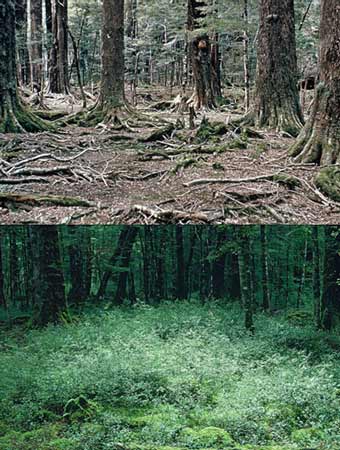 Damaged and undamaged forest