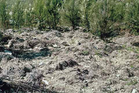 Pig rooting, Wairau valley 