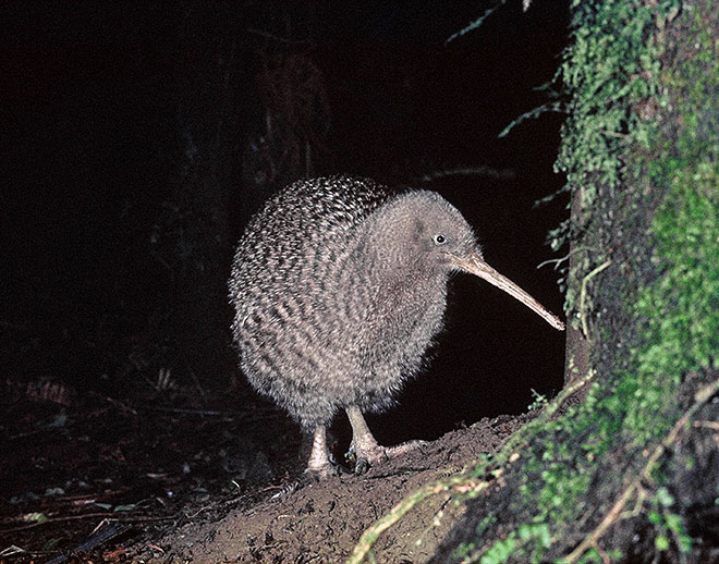 Great spotted kiwi