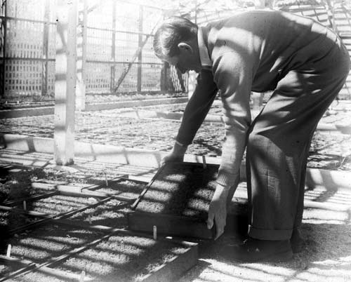 Plant nursery, Taupō 