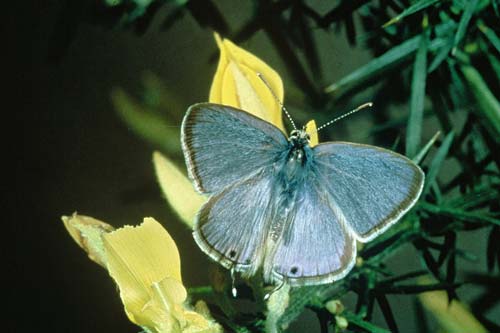 Long-tailed blue butterfly