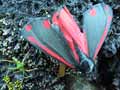 Cinnabar moth