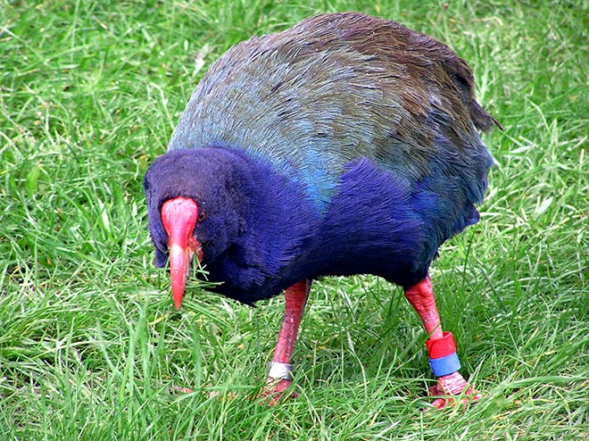 Takahē eating introduced grasses 